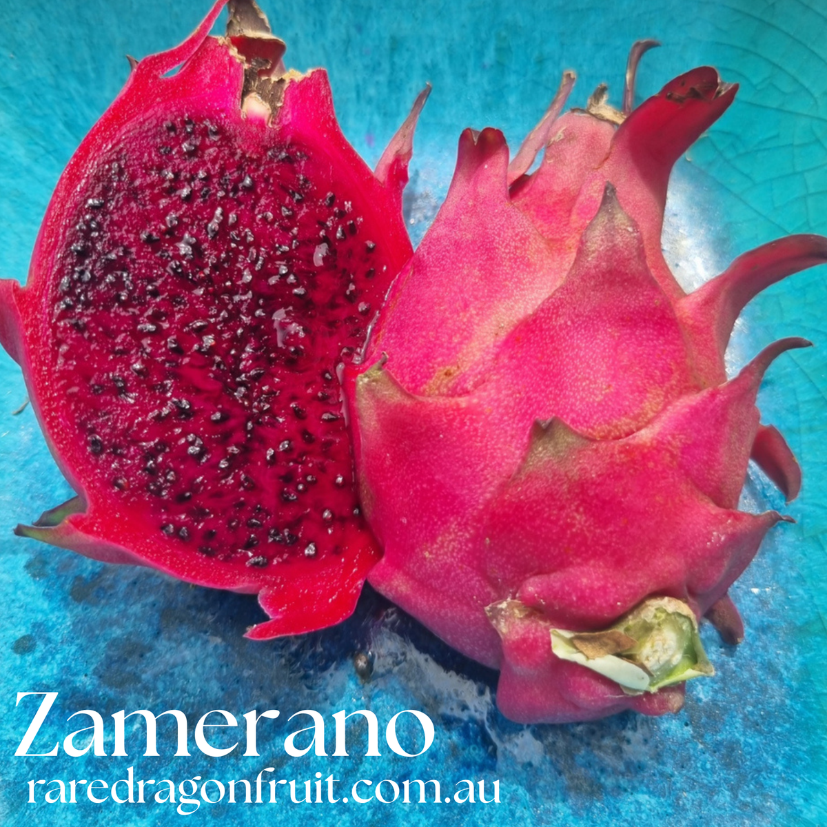 Zamorano –  Dragon fruit Hylocereus Polyrhizus X