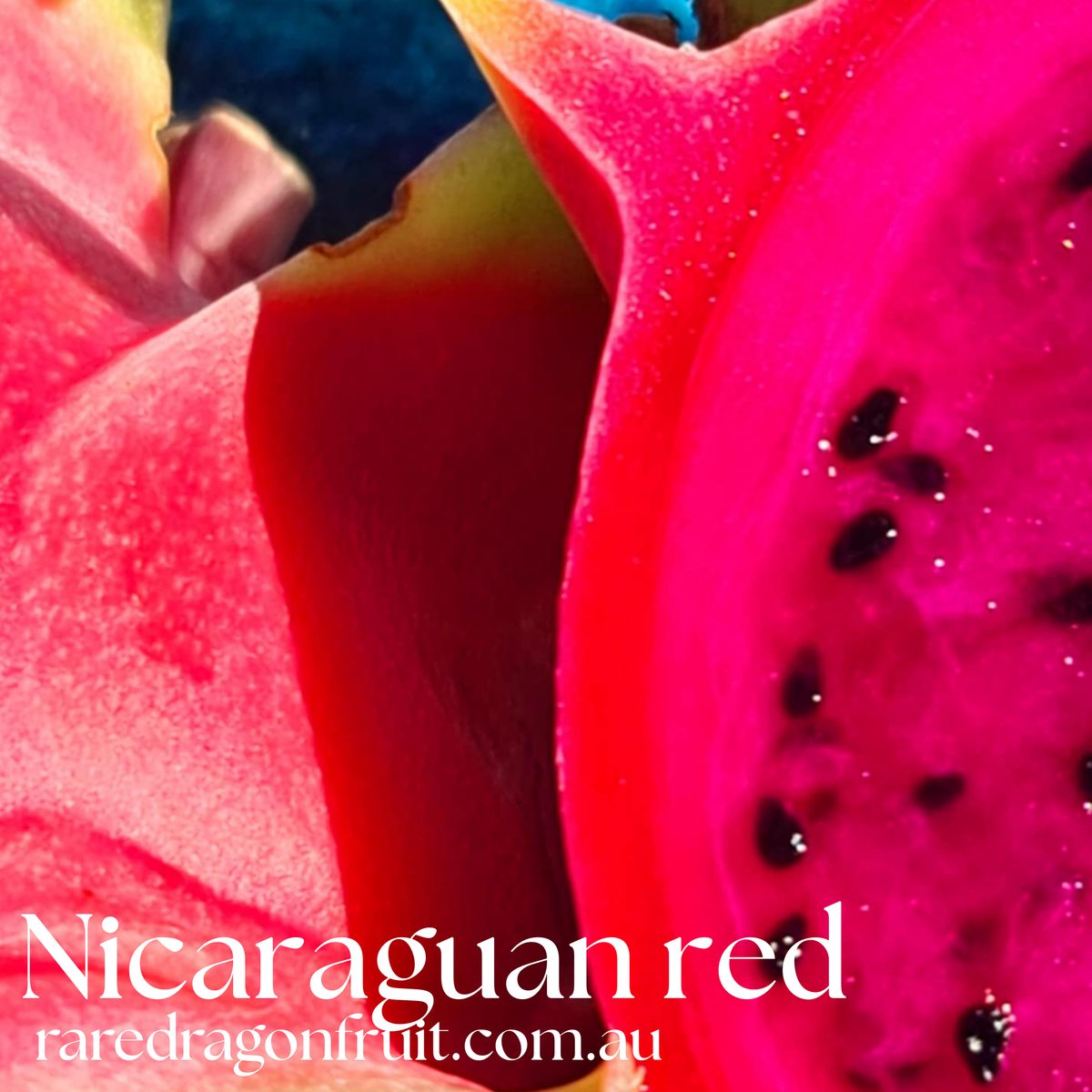 Nicaraguan Red – Hylocereus guatemalensis dragon fruit