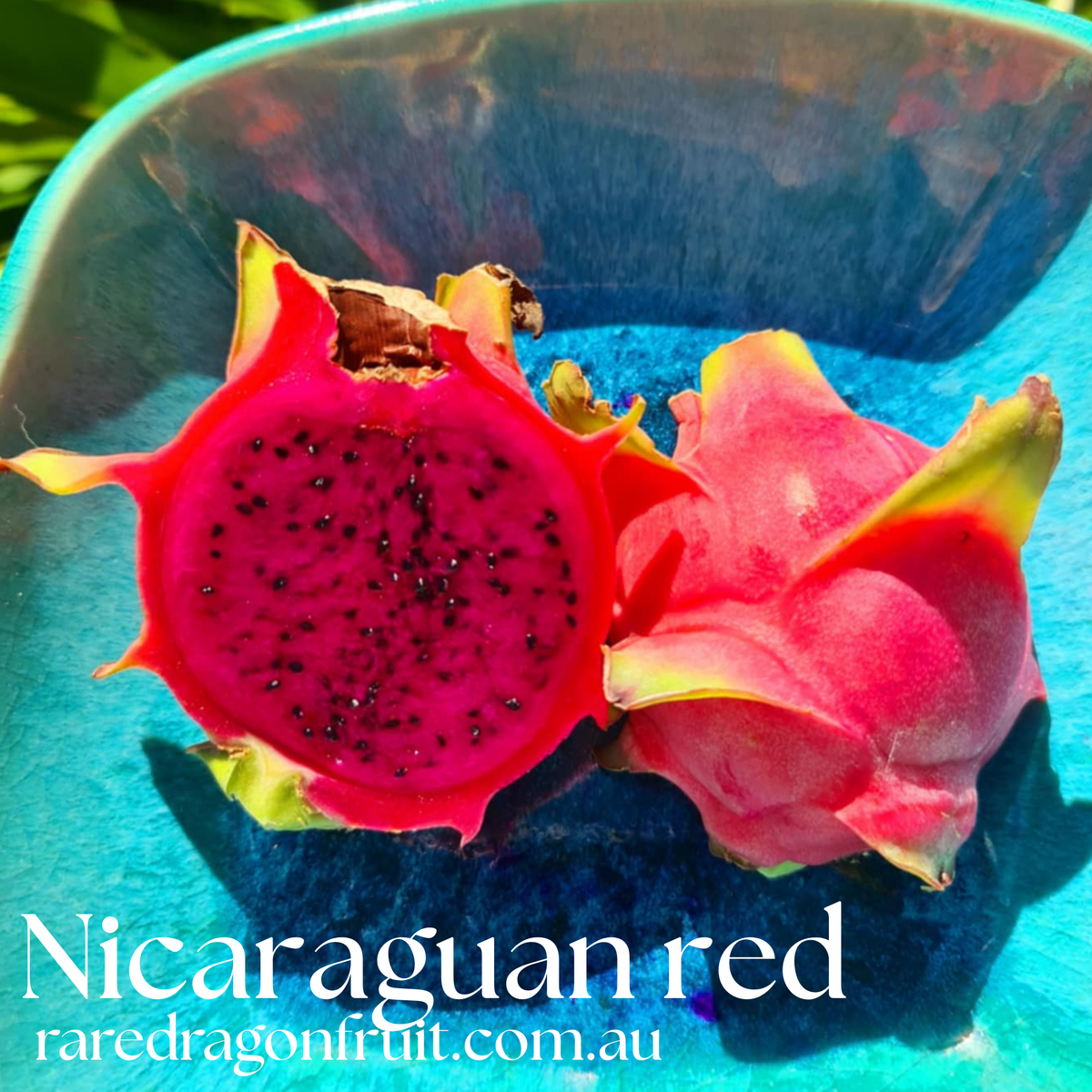 Nicaraguan Red – Hylocereus guatemalensis dragon fruit