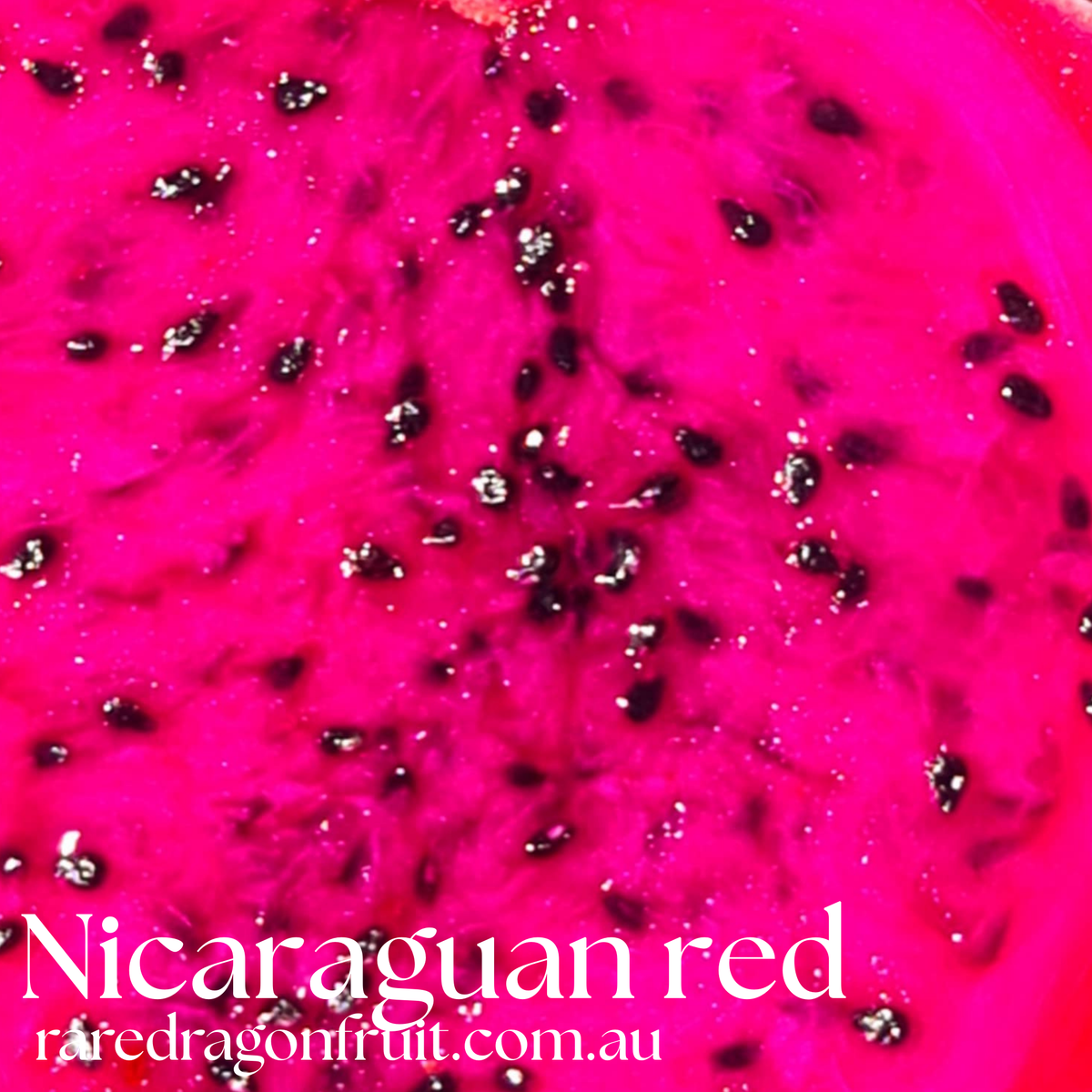 Nicaraguan Red – Hylocereus guatemalensis dragon fruit