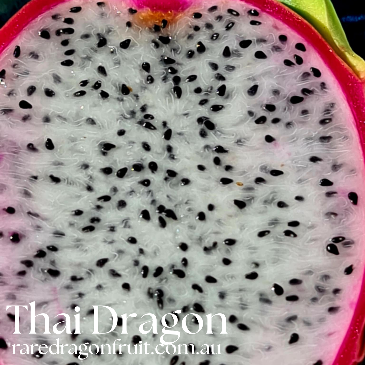 Thai Dragon Dragon Fruit – Hylocereus undatus 1.13