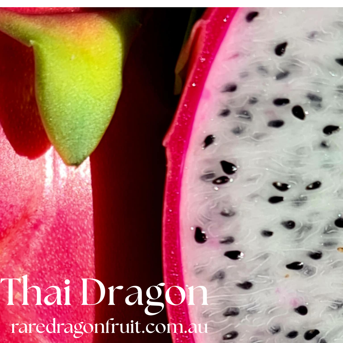 Thai Dragon Dragon Fruit – Hylocereus undatus 1.13