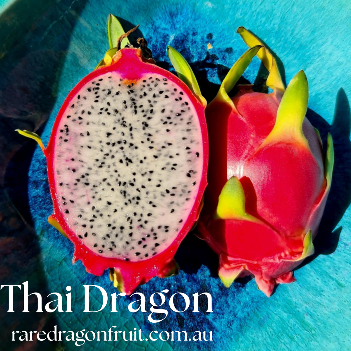 Thai Dragon Dragon Fruit – Hylocereus undatus 1.13