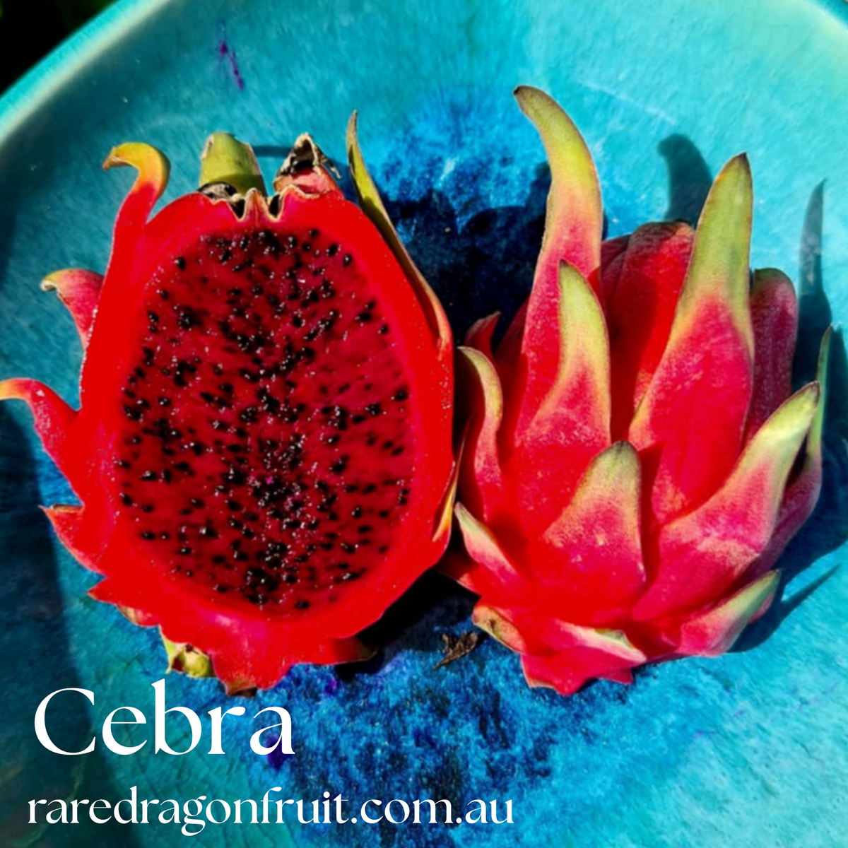Cebra – Hylocereus polyrhizus dragon fruit