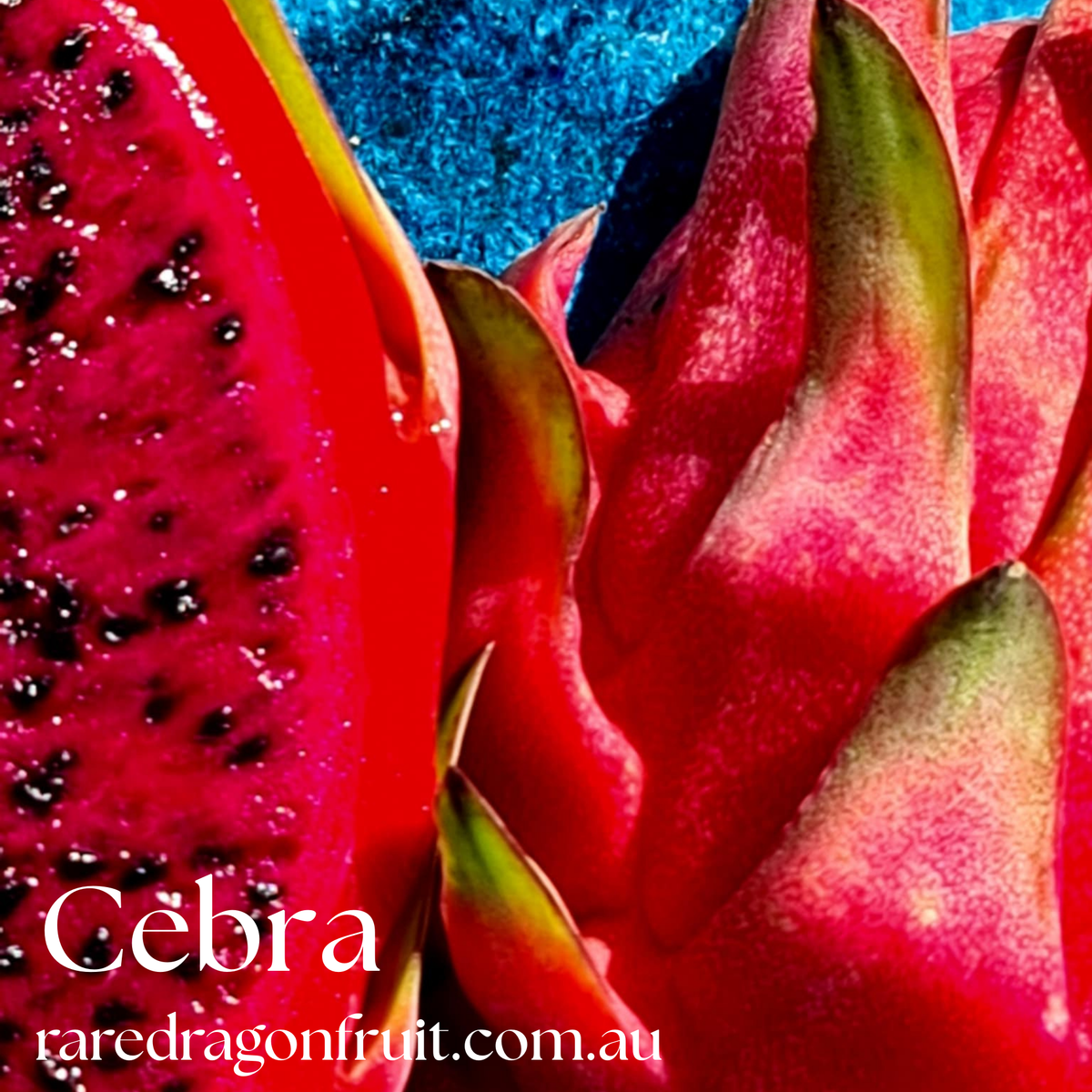 Cebra – Hylocereus polyrhizus dragon fruit