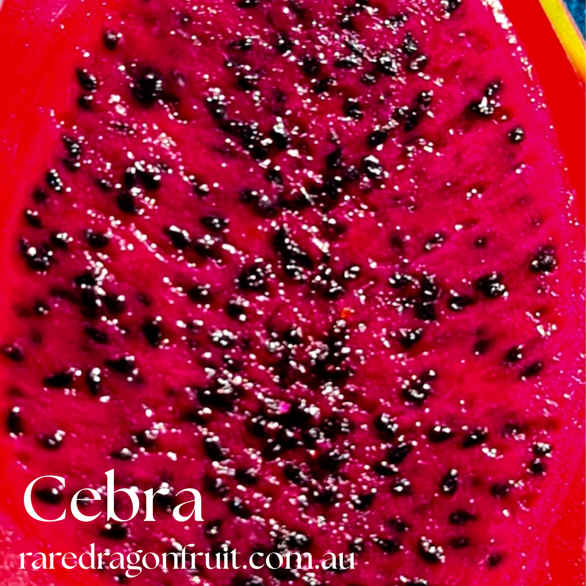 Cebra – Hylocereus polyrhizus dragon fruit