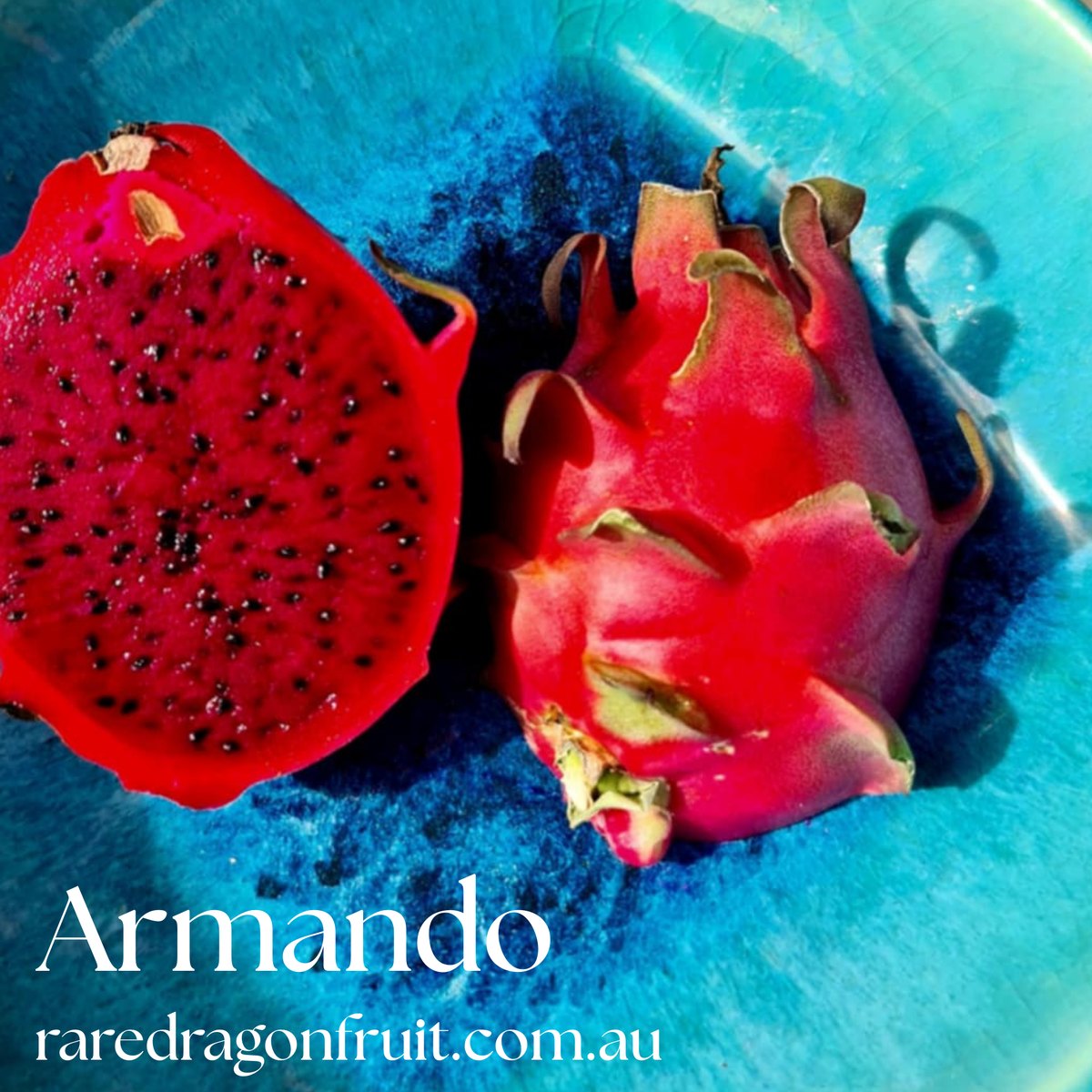 Armando Dragon Fruit Variety - Hylocereus costaricensis