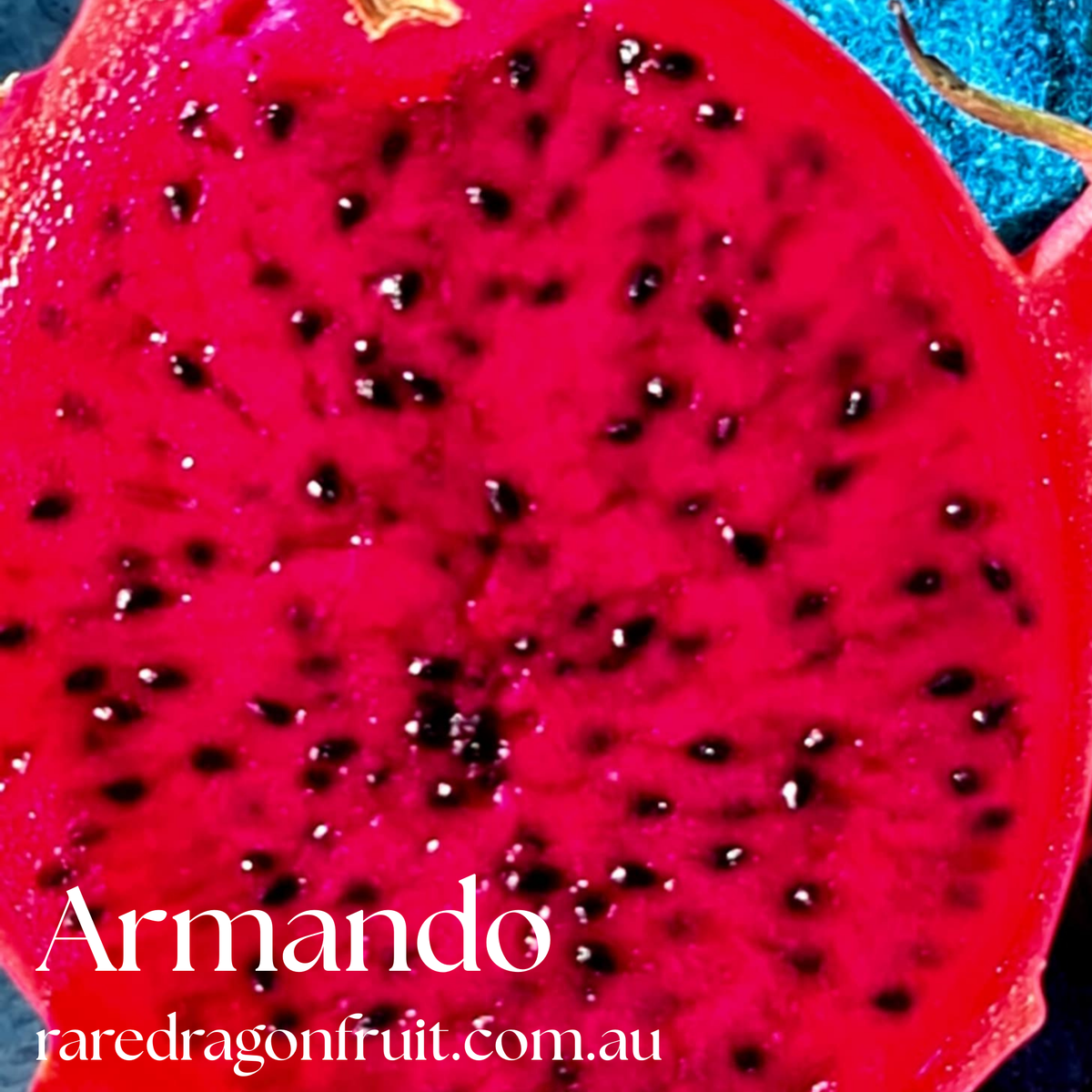 Armando Dragon Fruit Variety - Hylocereus costaricensis