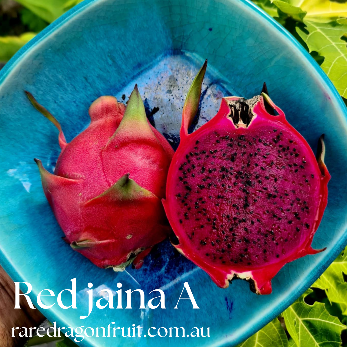Red Jaina red Dragon Fruit Variety (A)