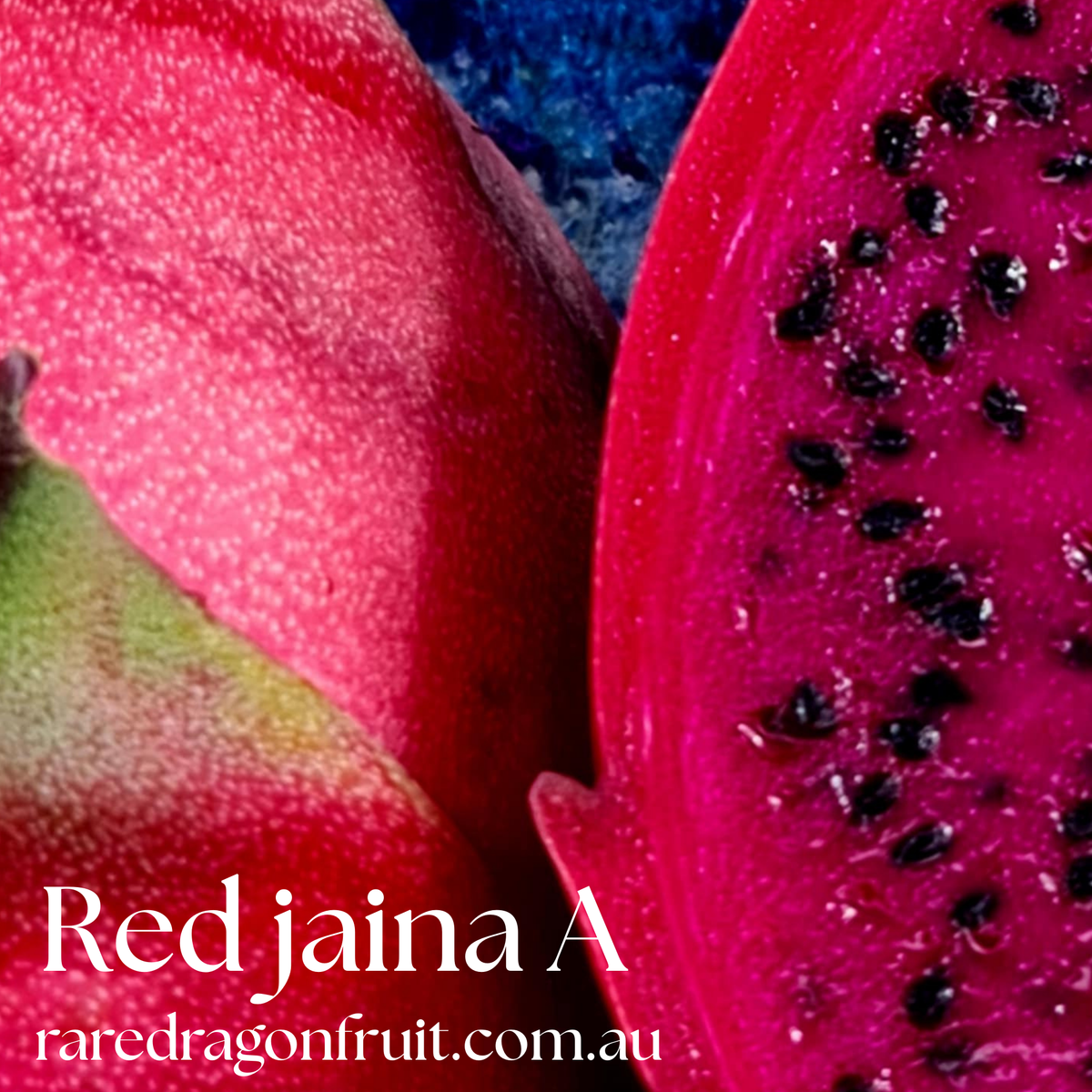 Red Jaina red Dragon Fruit Variety (A)