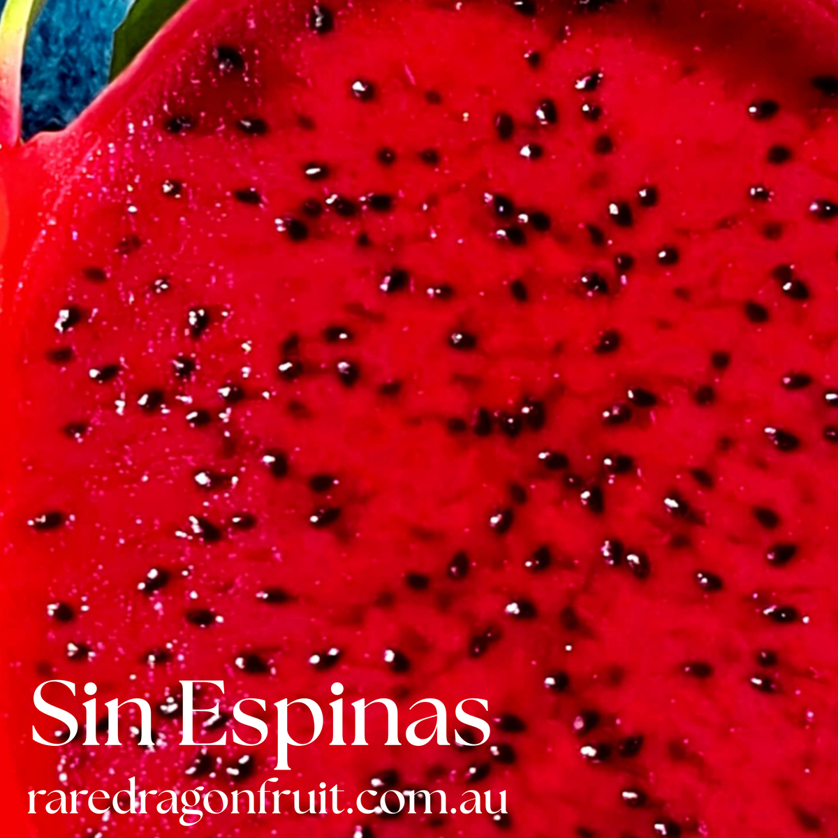Sin Espinas Dragon Fruit