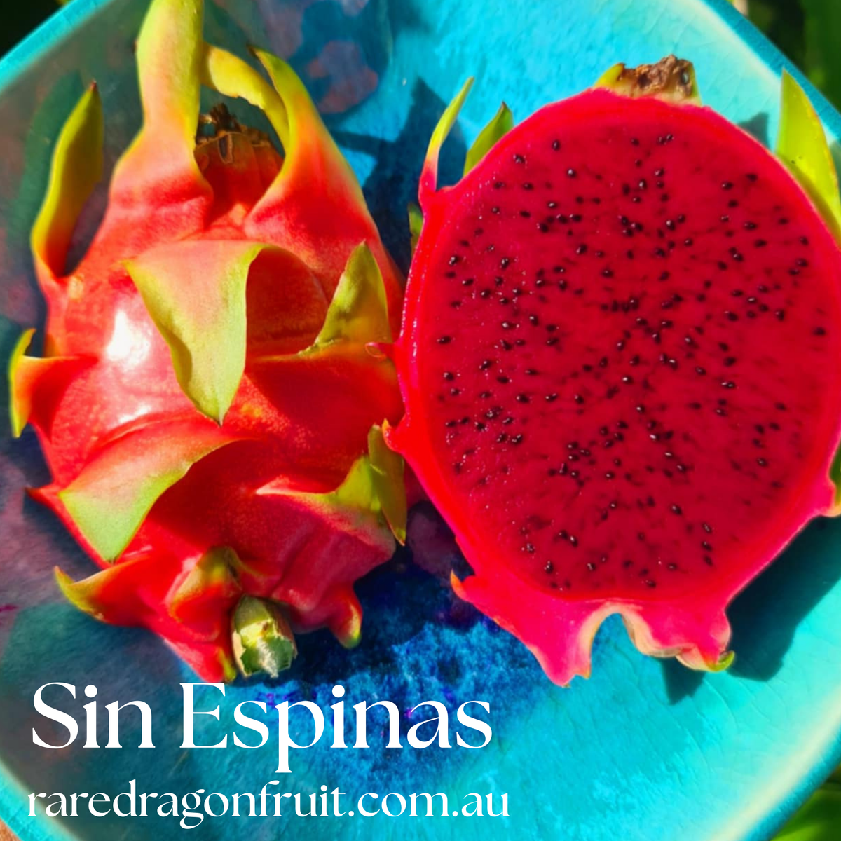 Sin Espinas Dragon Fruit