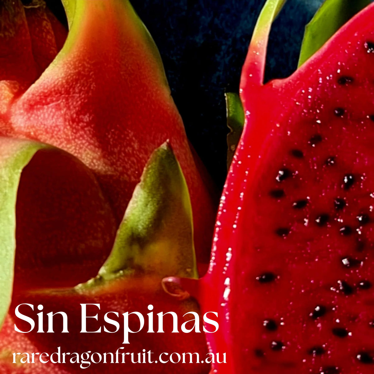 Dragon Fruit Variety Pack – Halley’s Comet, Pink Diamond, Commercial White & Sin Espina