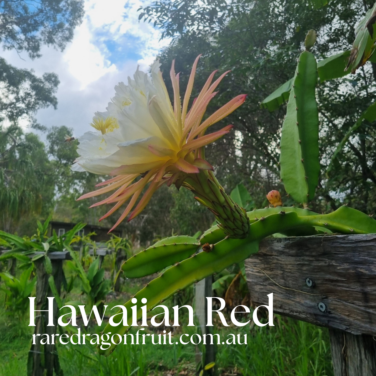 Hawaiian Red Dragon Fruit