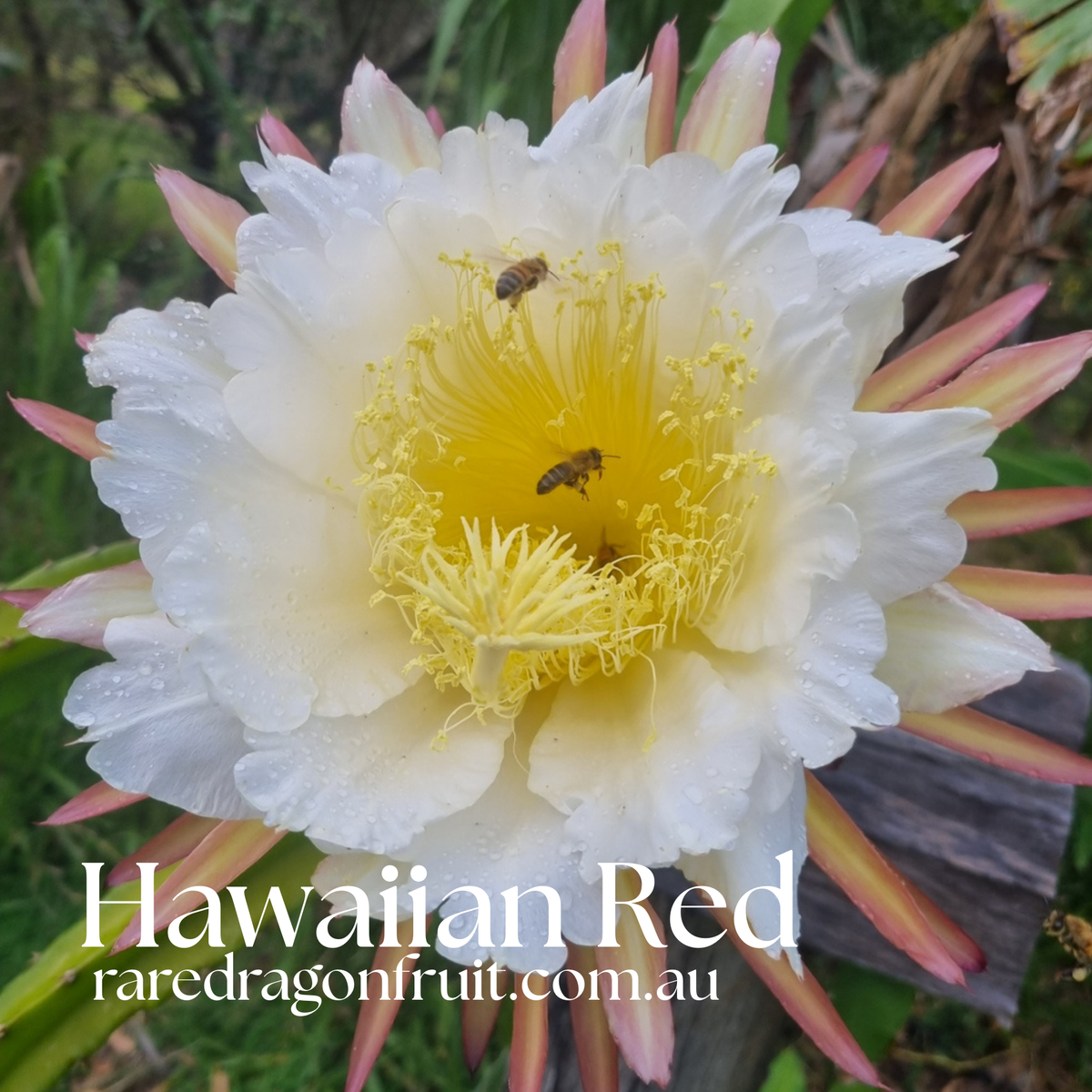 Hawaiian Red Dragon Fruit