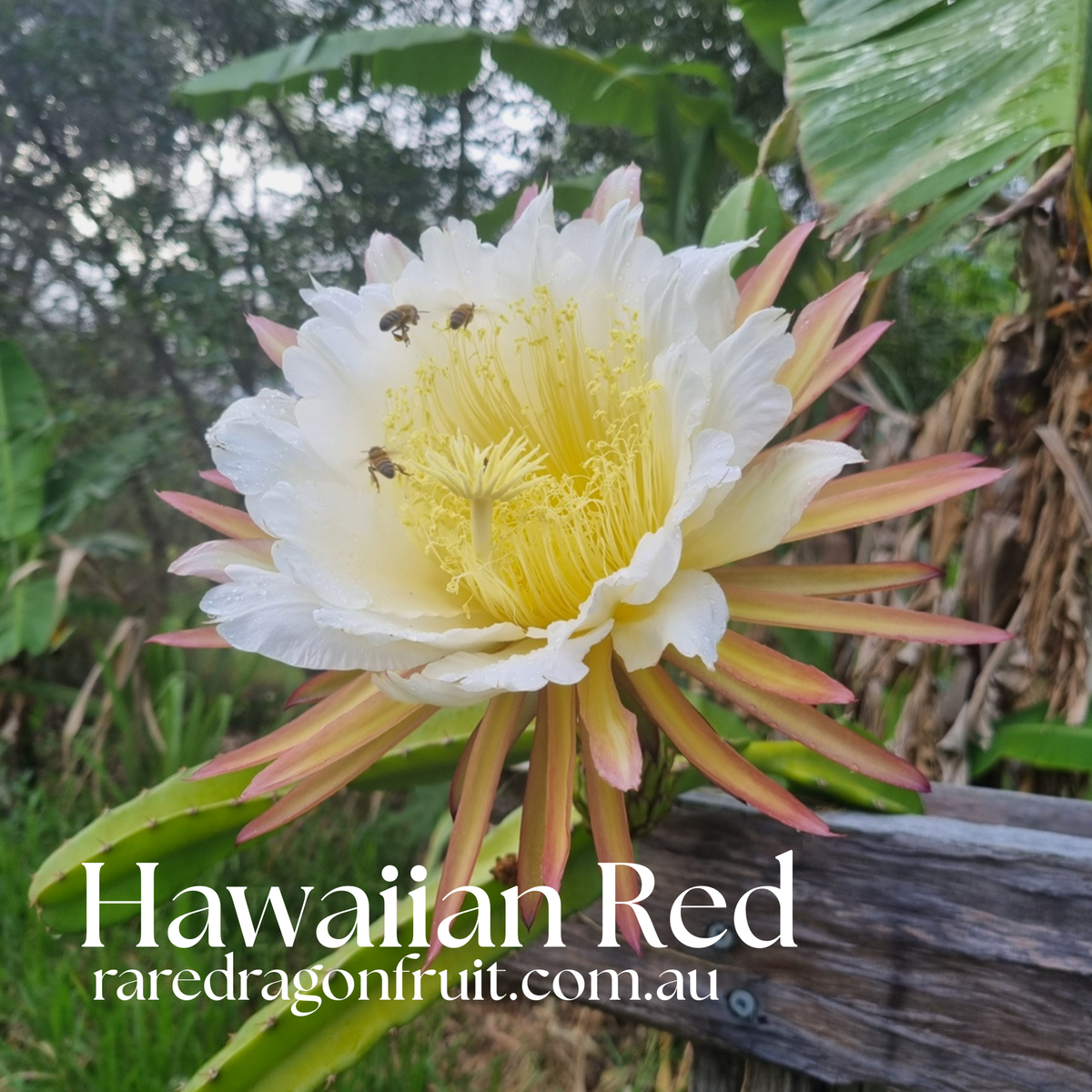 Hawaiian Red Dragon Fruit