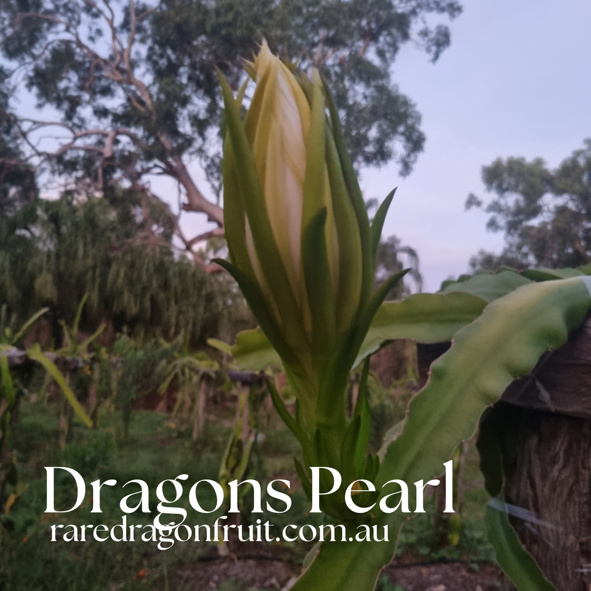 CFA Dragon Pearl Dragon Fruit Plant