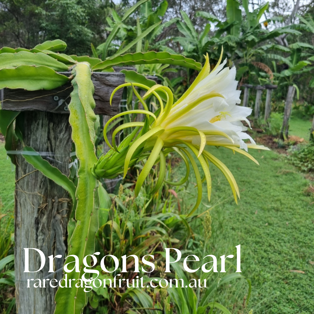 CFA Dragon Pearl Dragon Fruit Plant