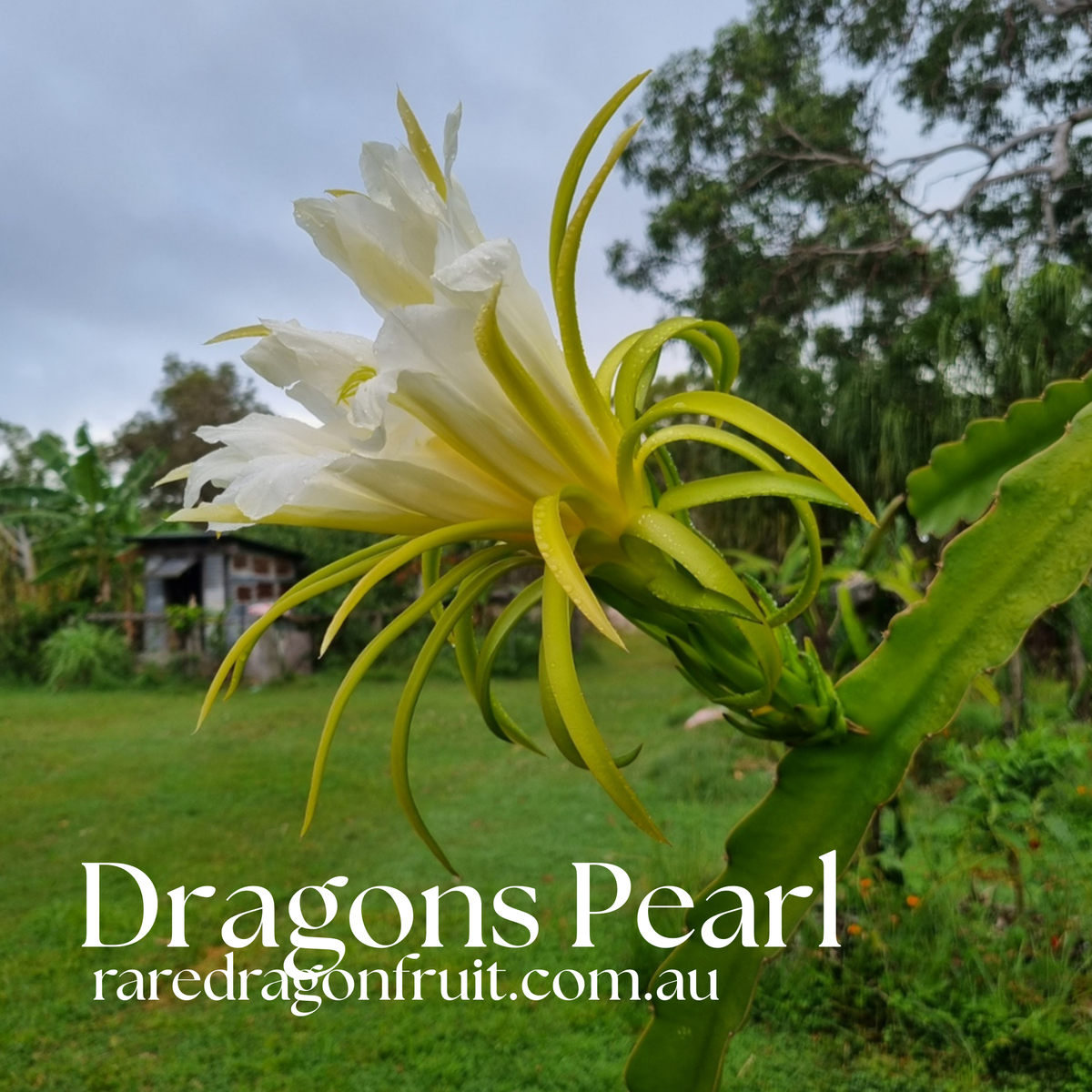 CFA Dragon Pearl Dragon Fruit Plant