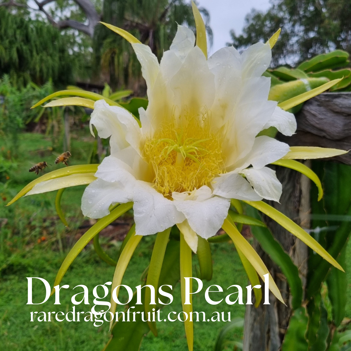 CFA Dragon Pearl Dragon Fruit Plant