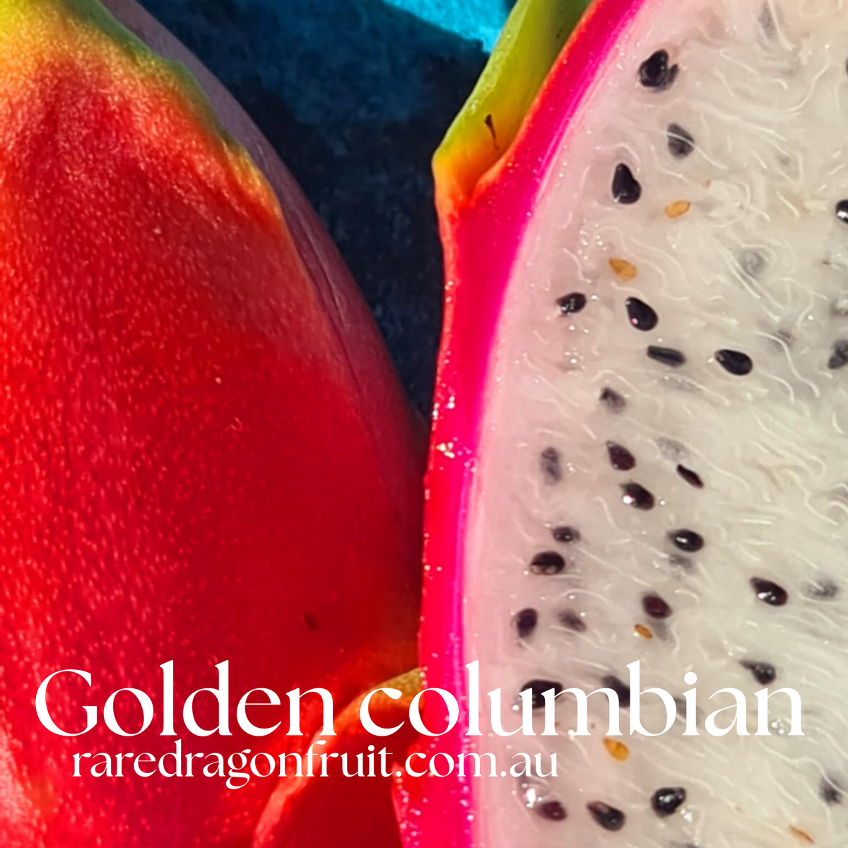 Golden Dragon Fruit NOID