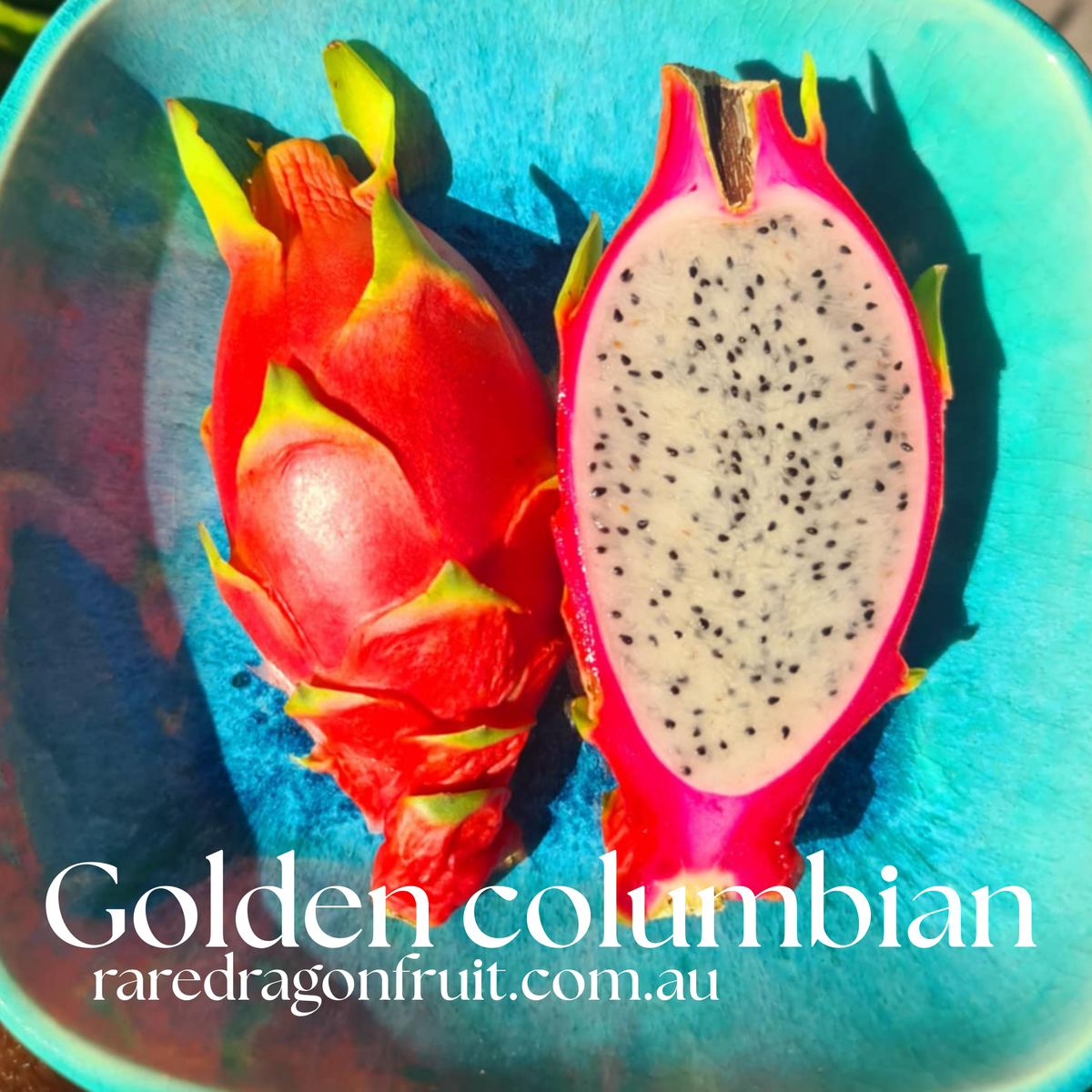 Golden Dragon Fruit NOID