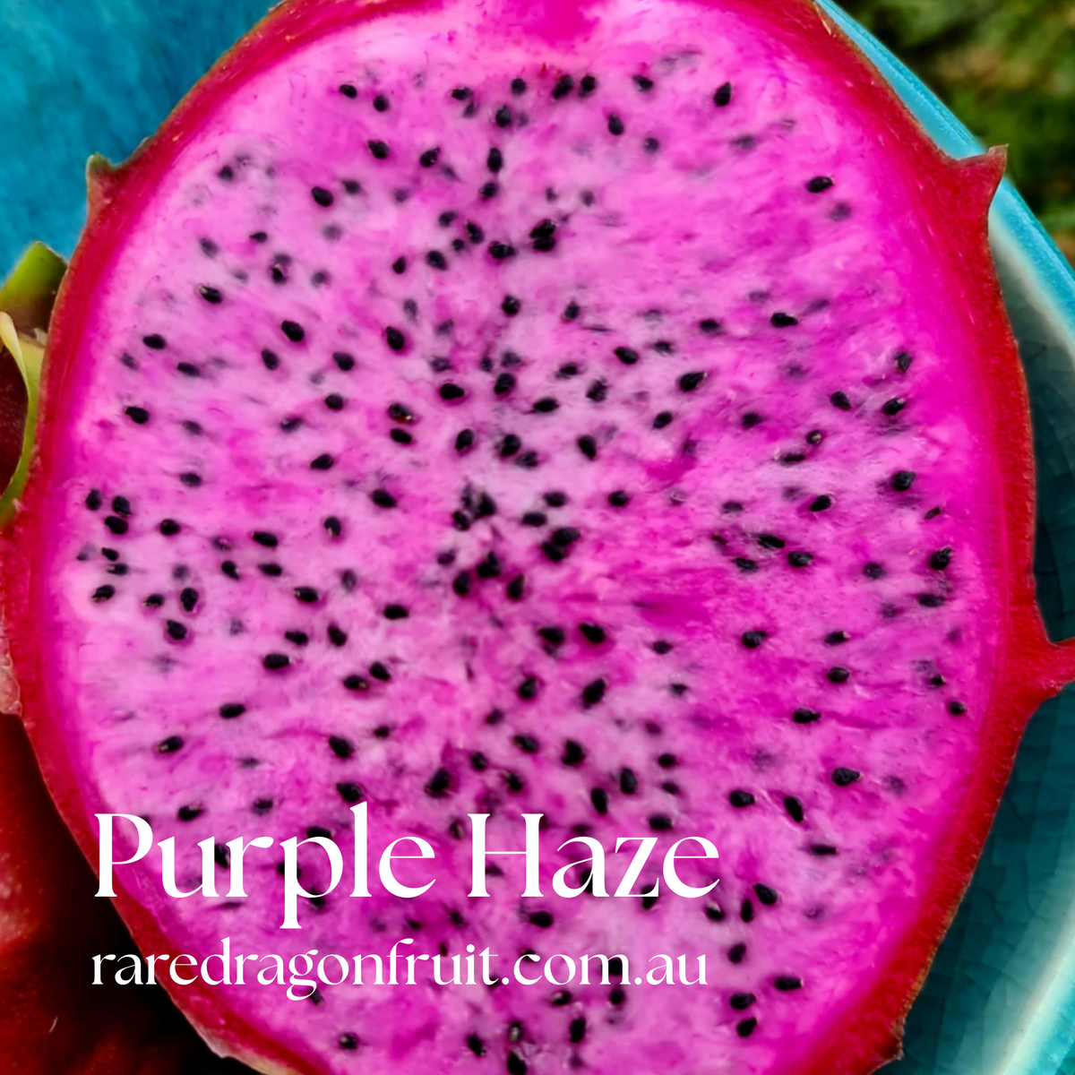 Purple Haze Dragon Fruit
