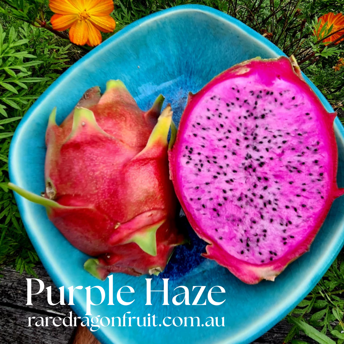 Purple Haze Dragon Fruit