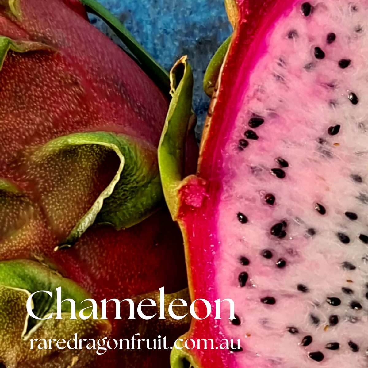 Chameleon Dragon Fruit- Hylocereus undatus
