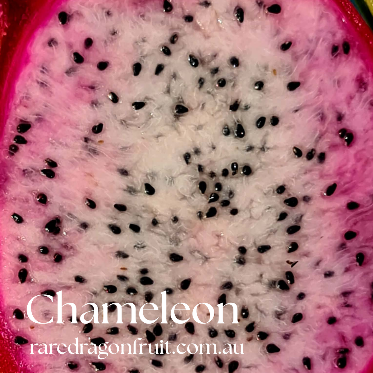 Chameleon Dragon Fruit- Hylocereus undatus