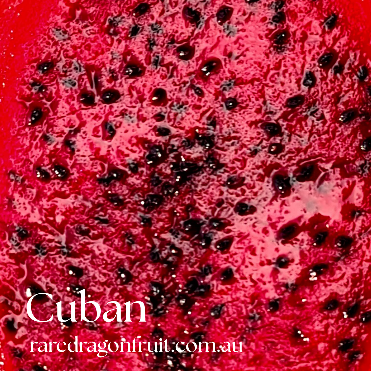 Cuban Red Dragon Fruit