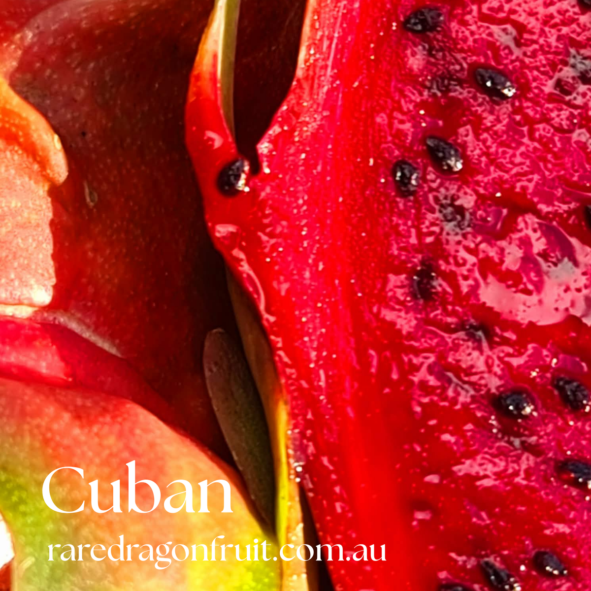 Cuban Red Dragon Fruit