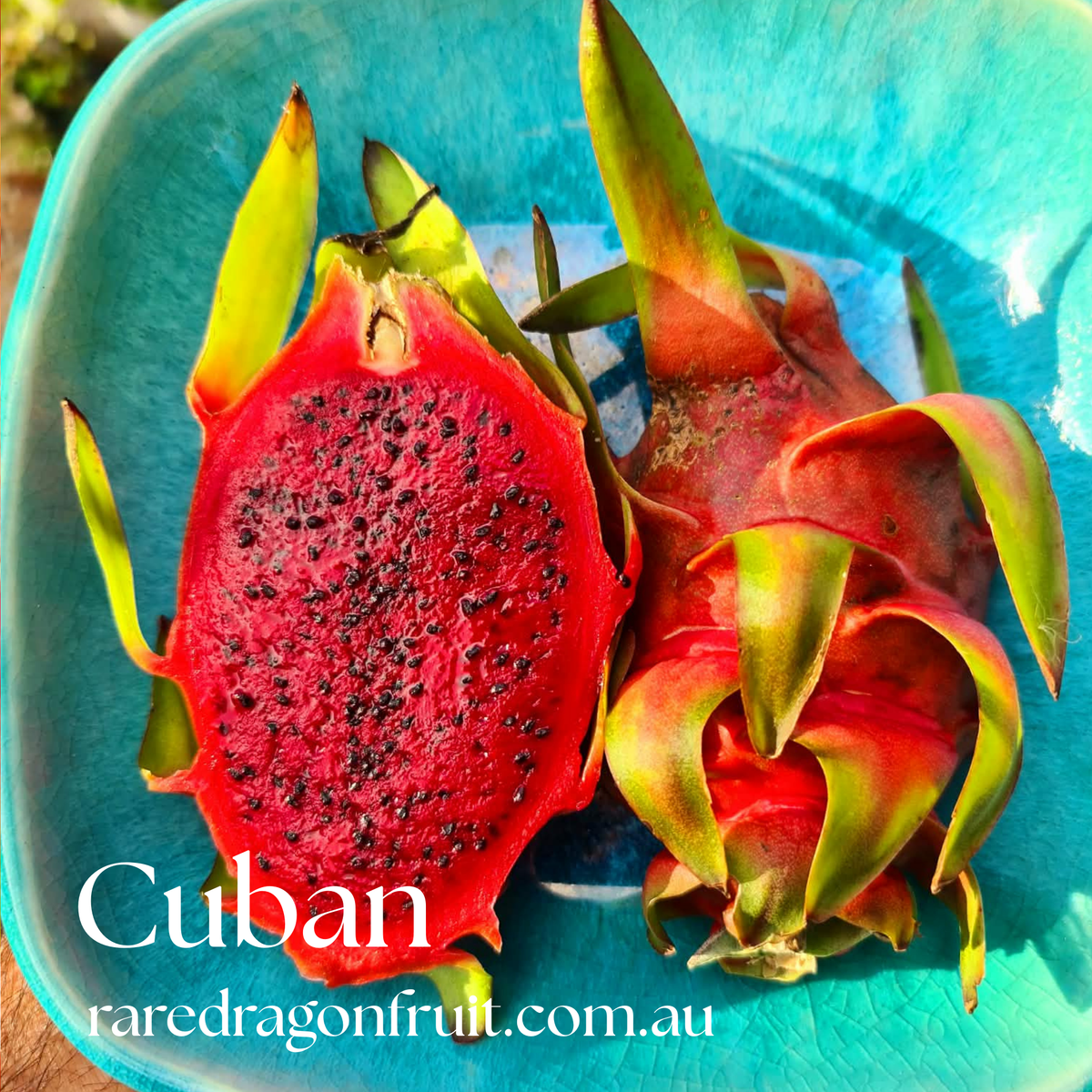 Cuban Red Dragon Fruit