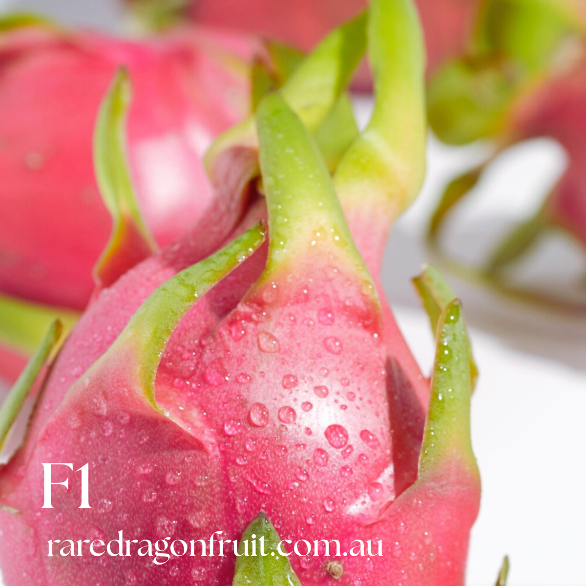 F1 Commercial Dragon fruit variety.