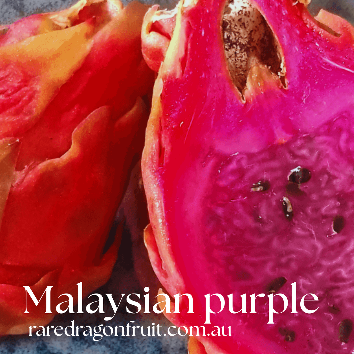 Malaysian purple- Hylocereus guatemalensis Dragon Fruit