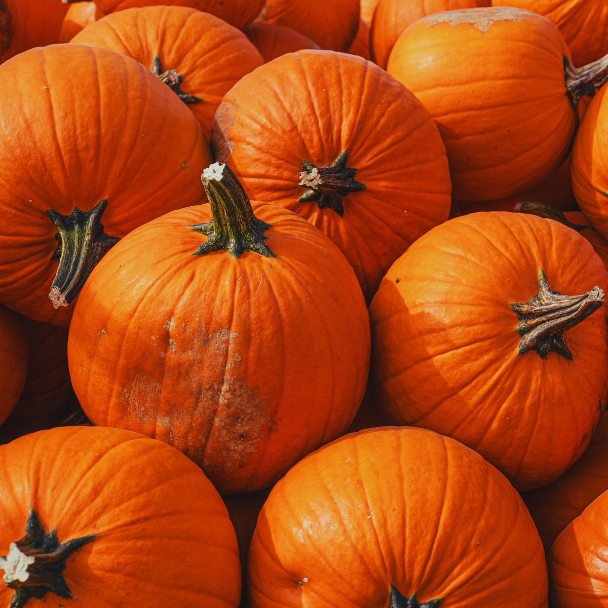 Pepita Edible Pumpkin Seed Grow your own