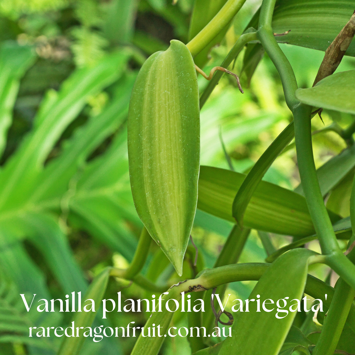 Vanilla planifolia 'Variegata' (Variegated Vanilla)