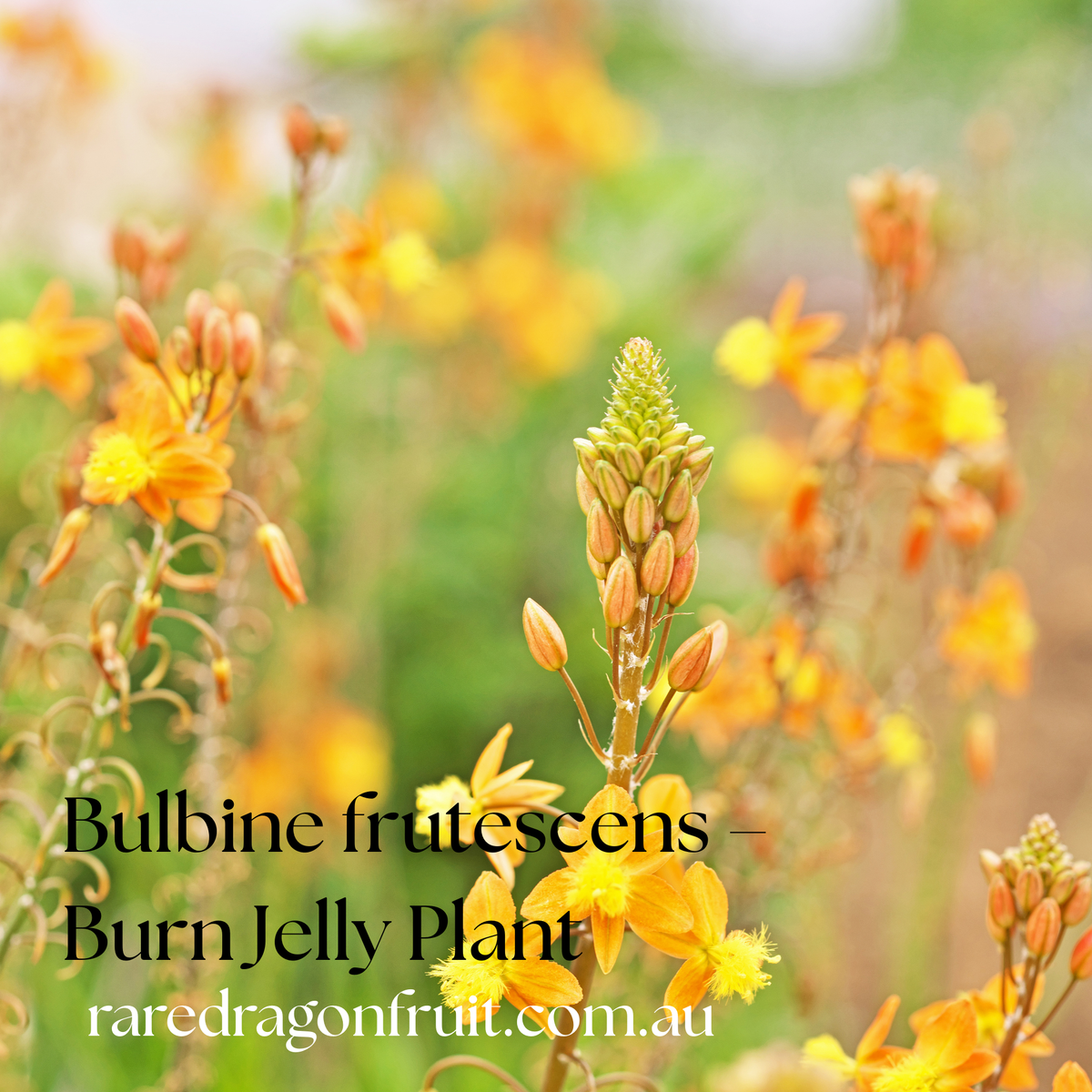 Bulbine frutescens – Burn Jelly Plant Orange