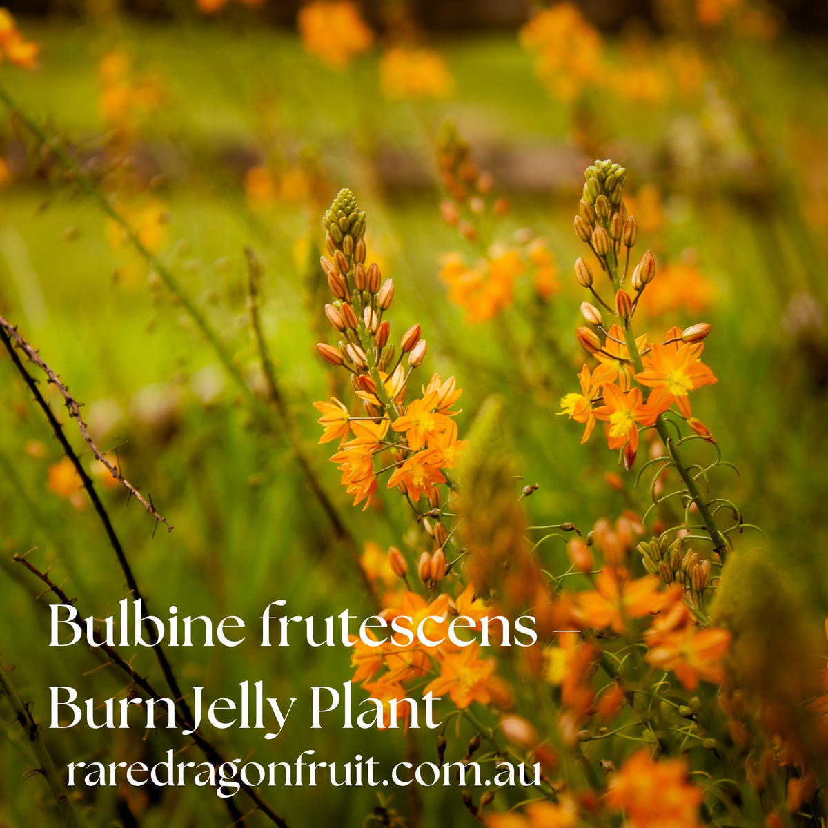 Bulbine frutescens – Burn Jelly Plant Orange