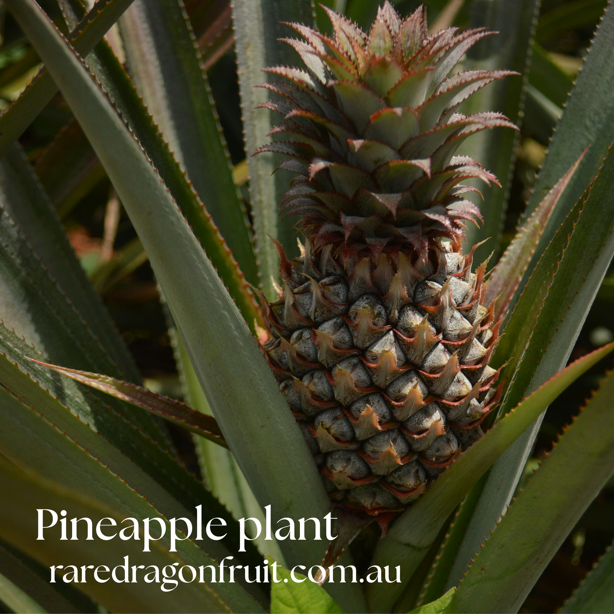 buy pineapple plant perth Pineapple fruit plant