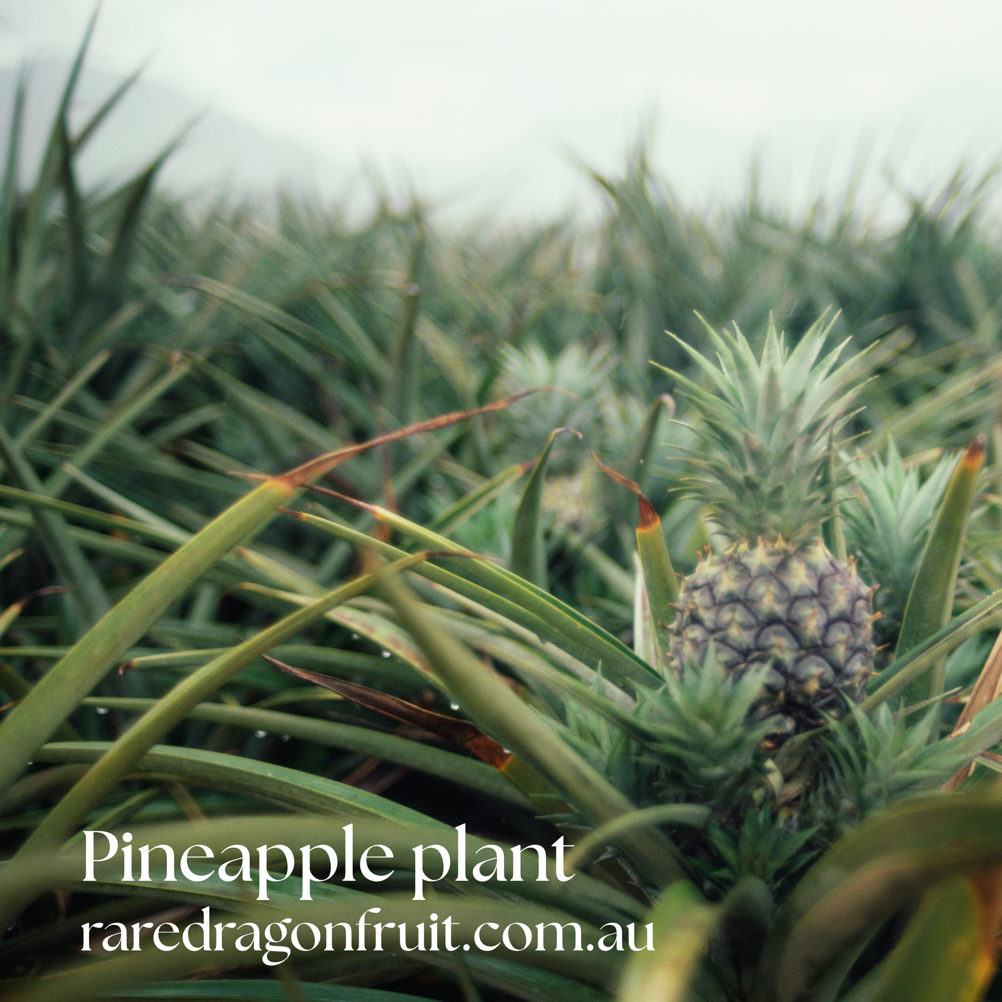 Pineapple fruit plant