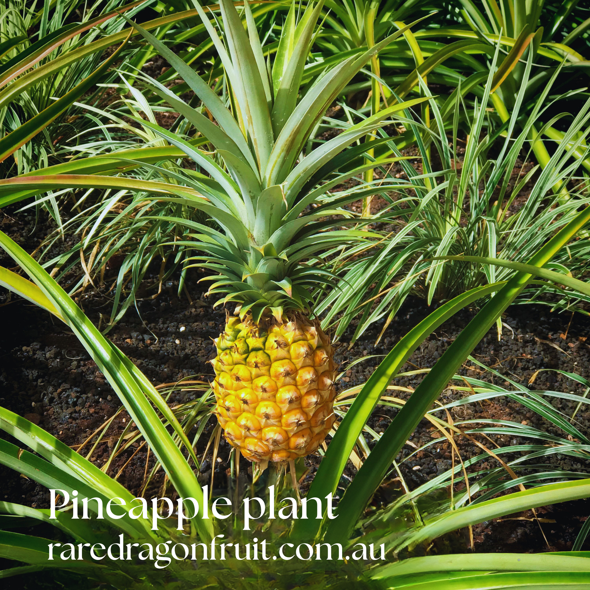 Pineapple fruit plant