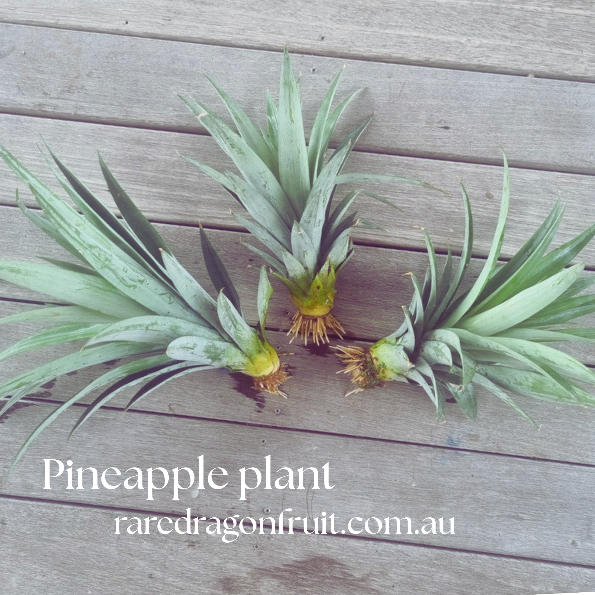 Pineapple fruit plant