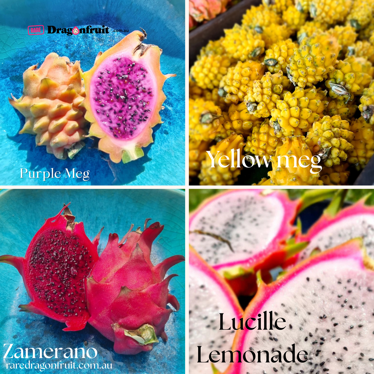 Mixed Dragon Fruit Cutting Pack Lucille Lemonade , Yellow & Purple Megalanthus and Zamorano