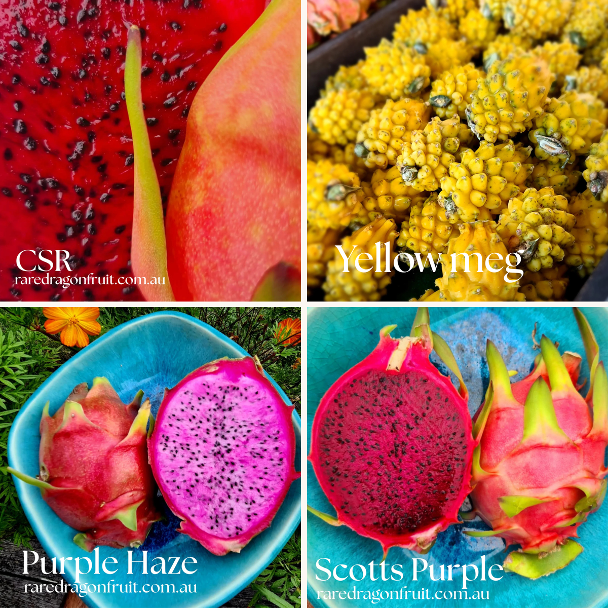 Mixed Dragon Fruit Cutting Pack | Scott's Purple, CSR, Purple Haze & Yellow Megalanthus