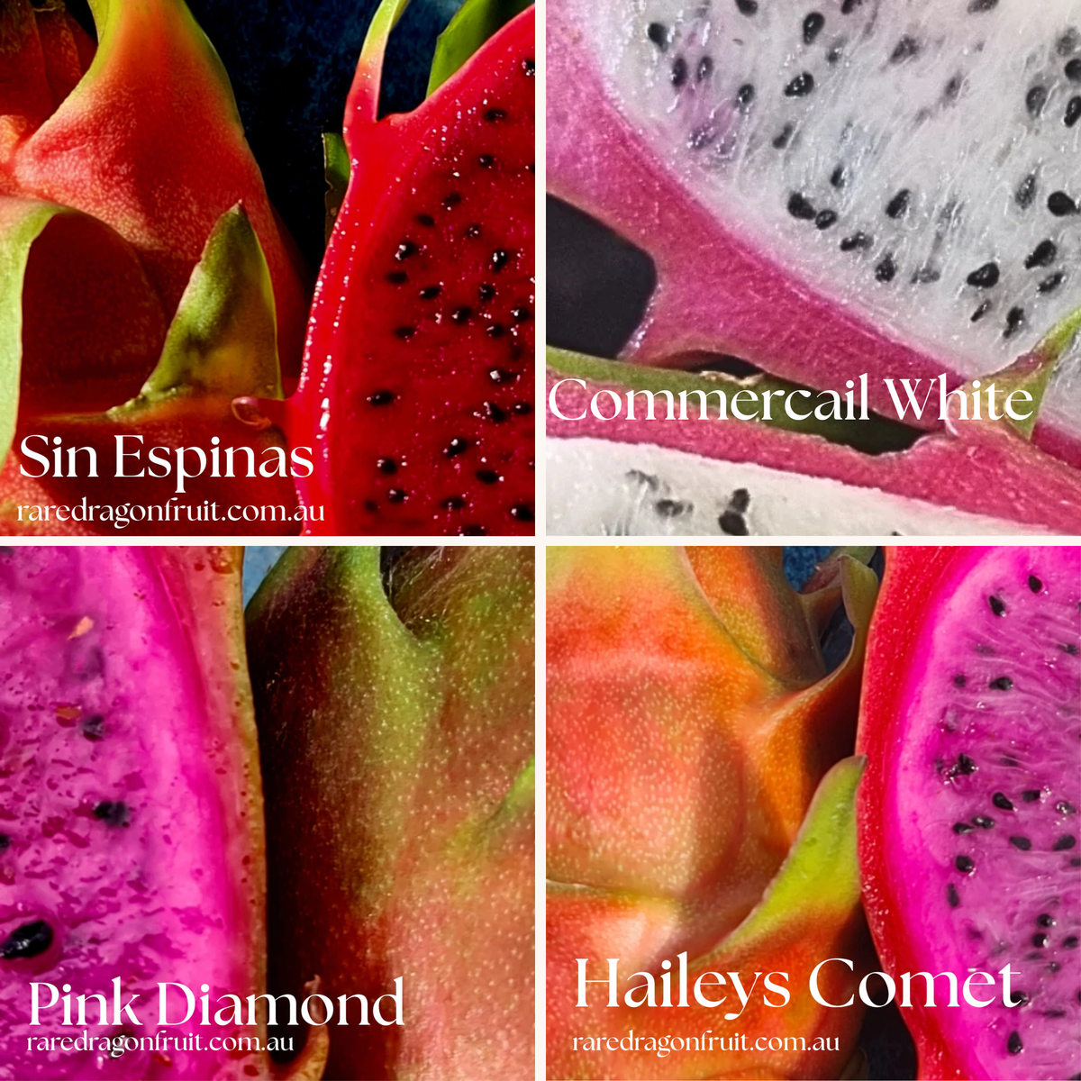 Dragon Fruit Variety Pack – Halley’s Comet, Pink Diamond, Commercial White & Sin Espina