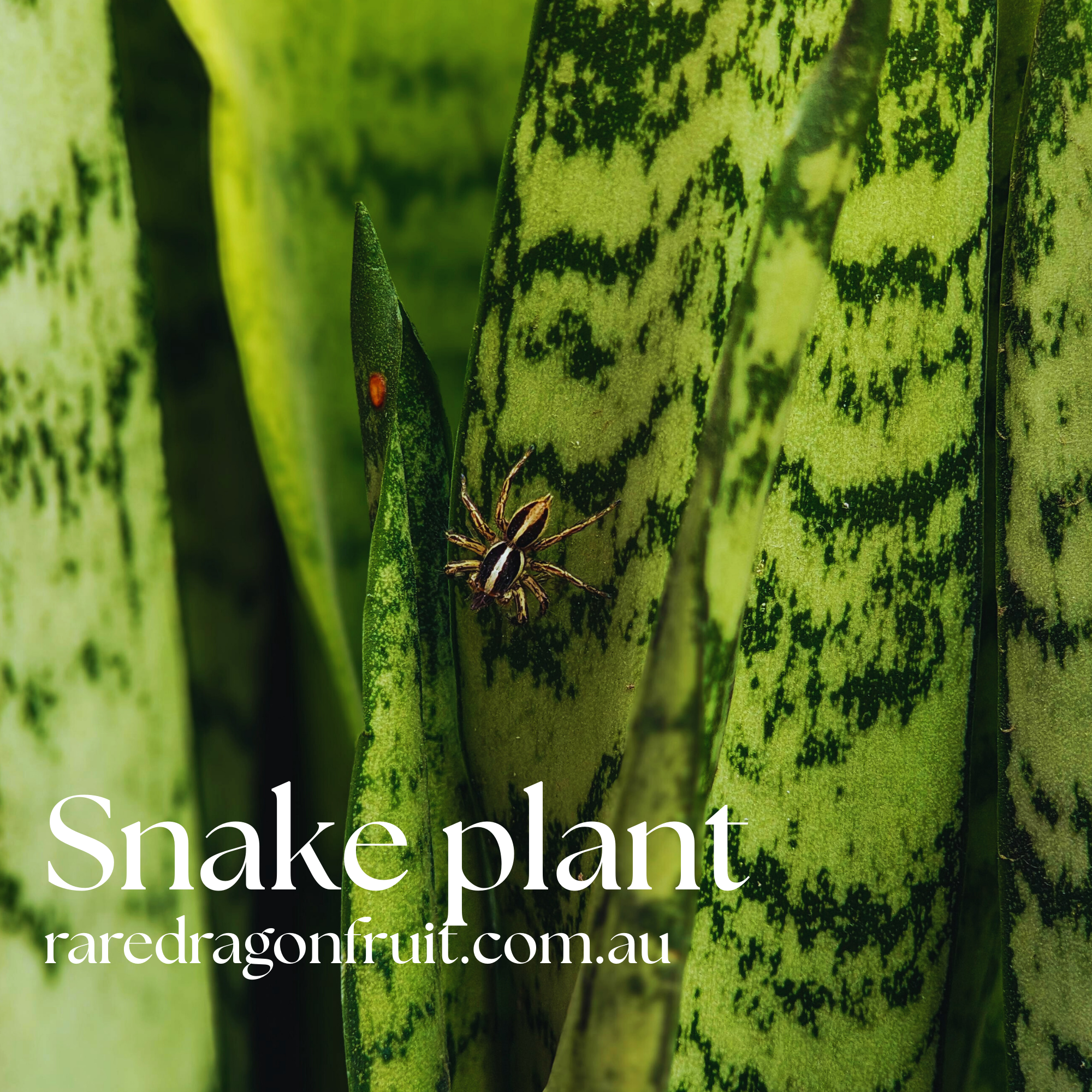 dracaena mother in law's tongue Mother in laws tongue, Snake Plant , Dracaena trifasciata x2