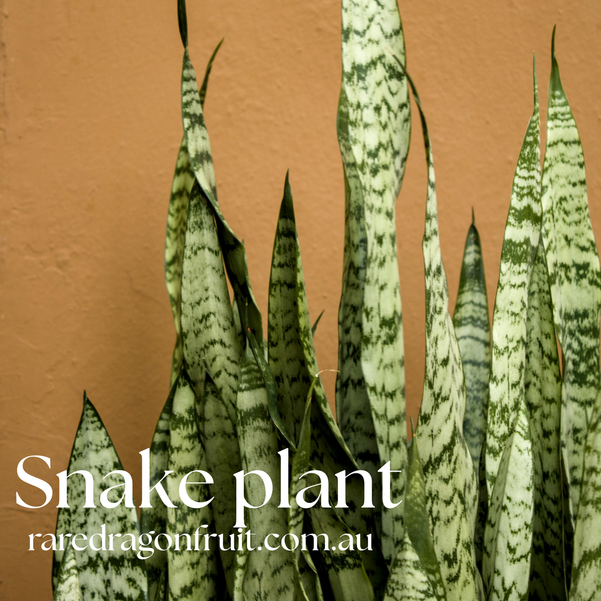 dracaena vs snake plant Mother in laws tongue, Snake Plant , Dracaena trifasciata x2