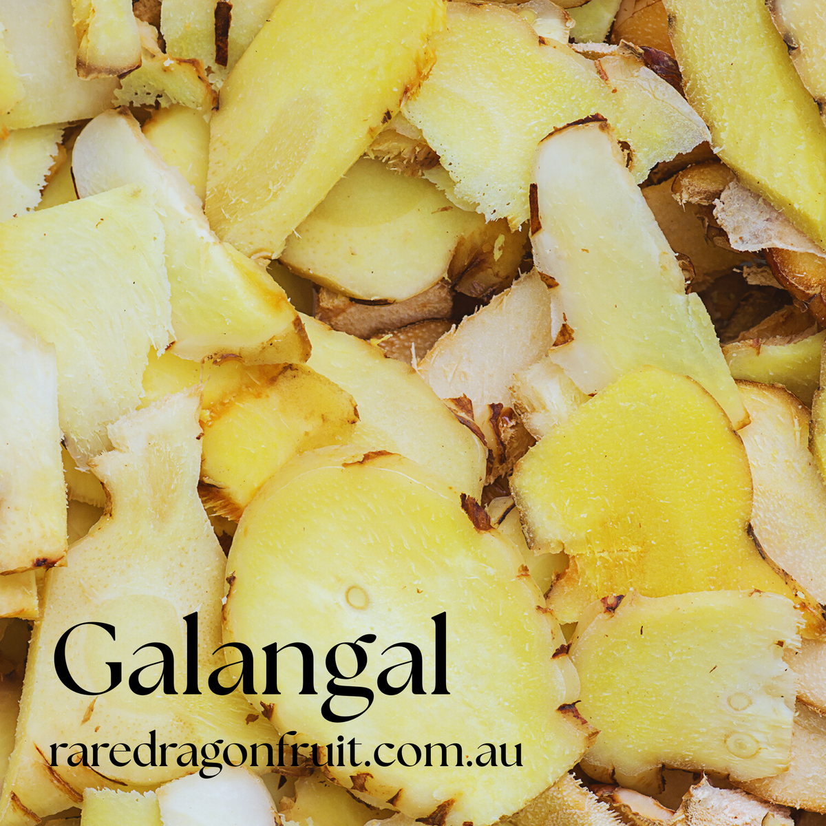 Galangal Ginger Plant (Alpinia galanga)