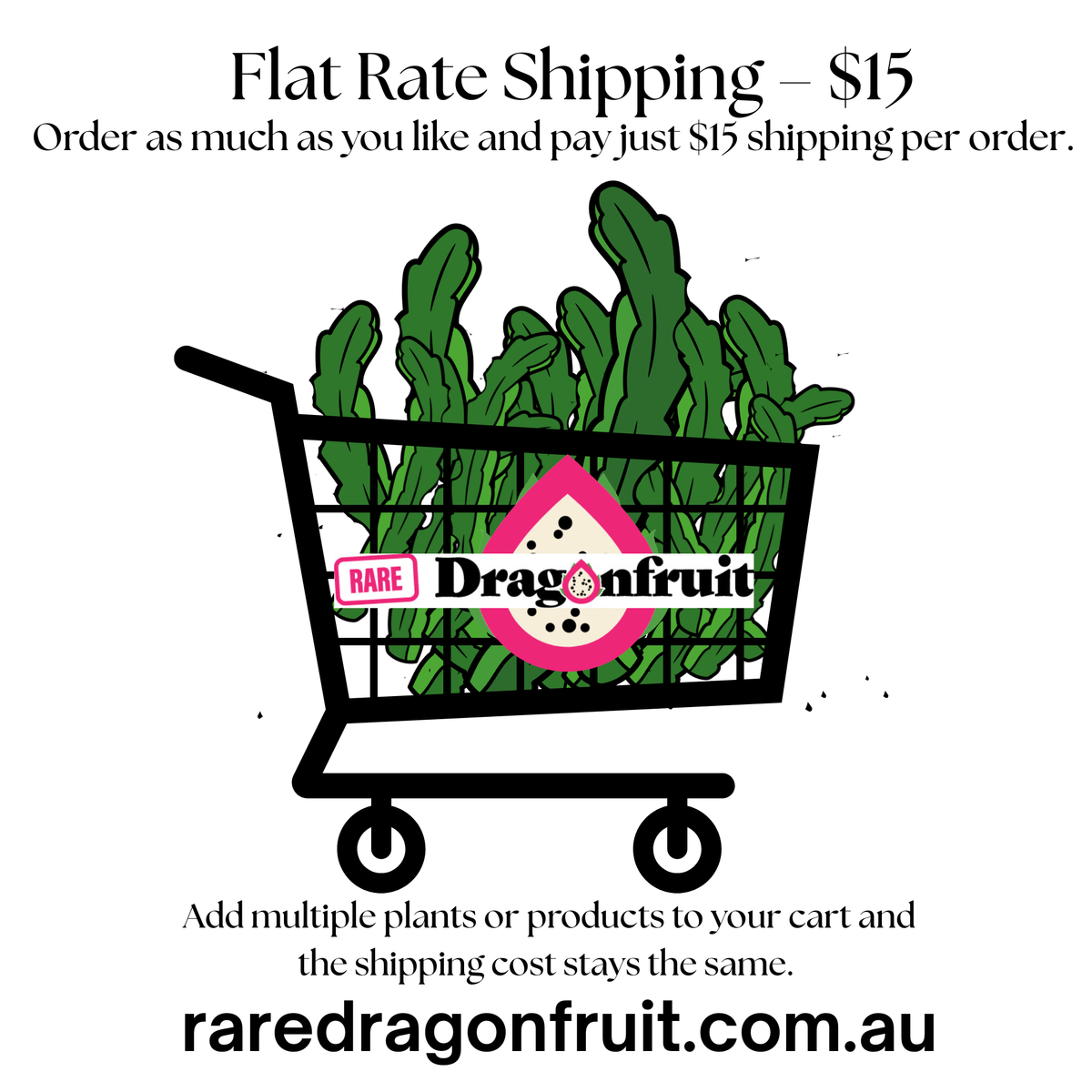 White Lemonade dragon fruit